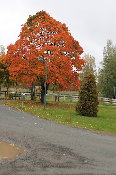 Hevosopisto Oy – Ypaja